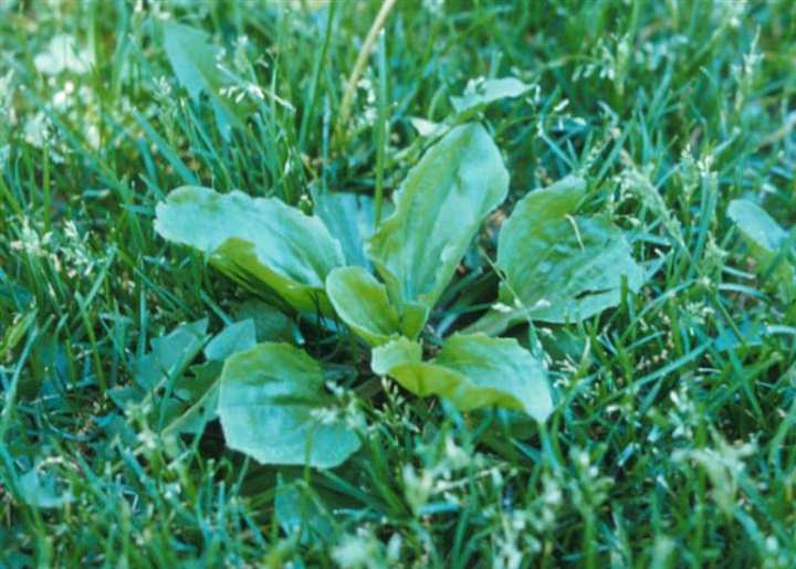 Close view of a broadleaf lawn weed