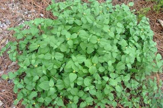 Weeds growing through thinning lawn