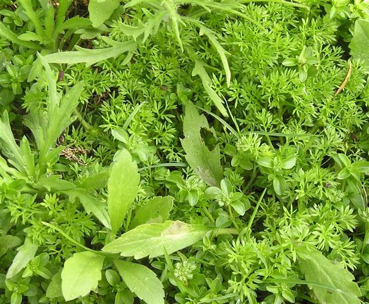 Mixed lawn weeds ready for identification