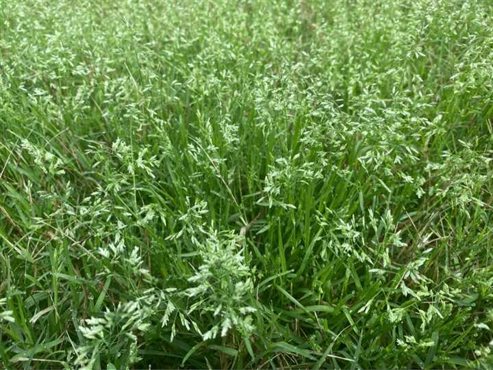 Weed growth between hard-surface joints